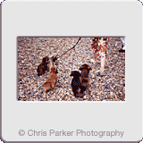 Lifestyle» Dogs on beach.gif
