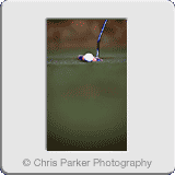 Lifestyle» Golf putting detail.gif