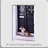 Miscellaneous» Albuferia dog.gif