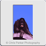 Miscellaneous» Ape.gif