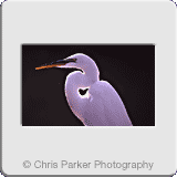 Miscellaneous» Heron.gif