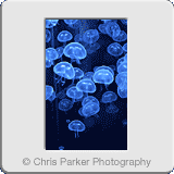 Miscellaneous» Jellyfish.gif