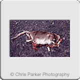 Miscellaneous» Road kill.gif