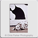 Miscellaneous» Spotty dog.gif