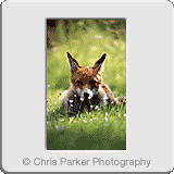 Miscellaneous» UrbanFox.gif